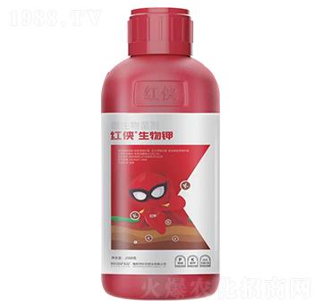 �t�b�������-���������-�����ʘI(y��)