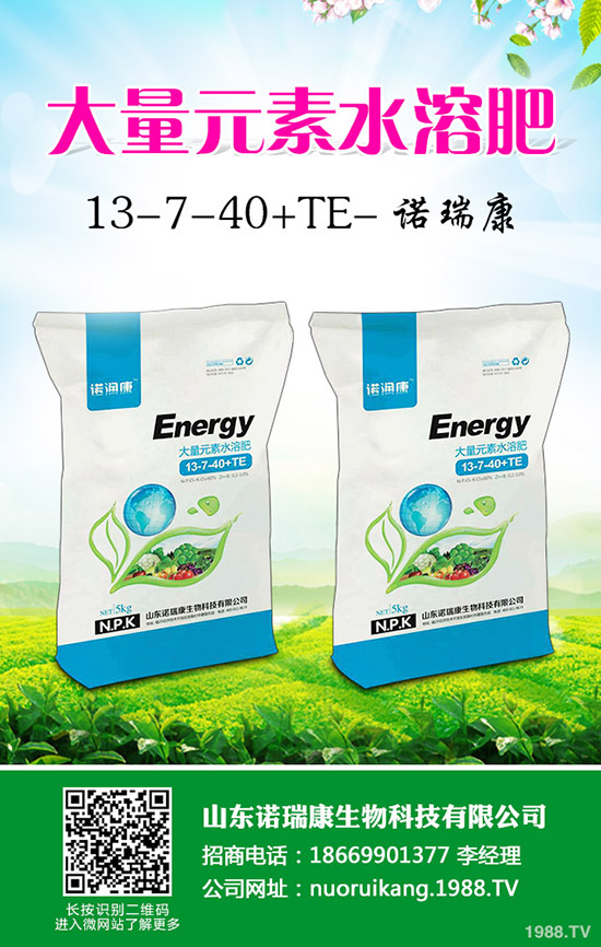 奶油草莓如何種植?奶油草莓種植時間及管理方法技術!1-(1753)