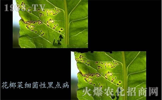 ��Ҭ�˼����Ժ��c��3