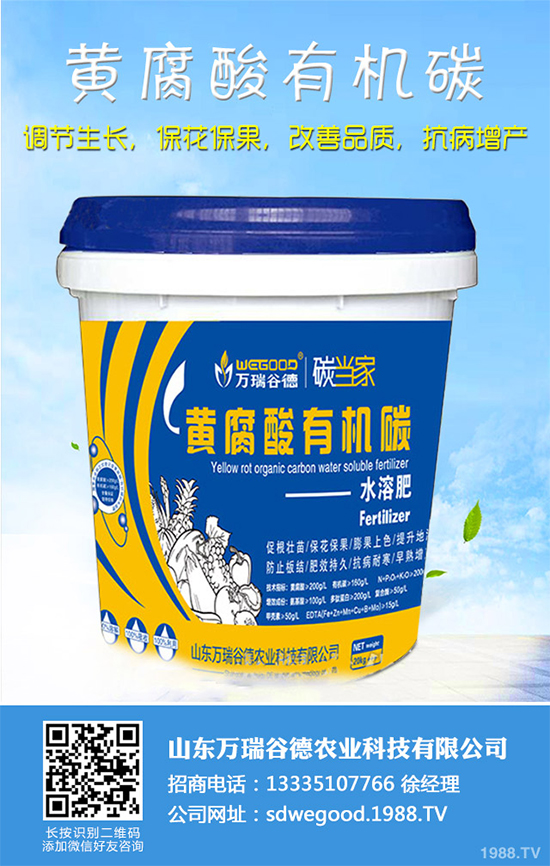 魔芋價(jià)格多少錢(qián)一斤?2020年魔芋種植的市場(chǎng)行情