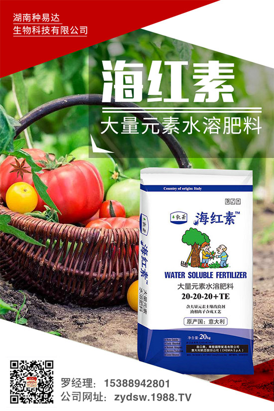 秋季草莓怎么栽?秋季大棚草莓的高產栽培技術及環(huán)境要求