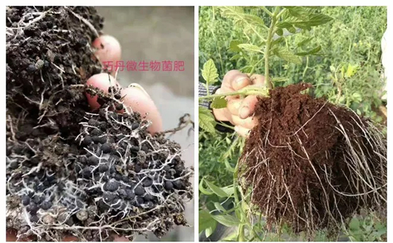 ��΢�������+�ЙC(j��)�ʡ�Ч��ţ����ʩһ���������ʡ���ָ߮a(ch��n)��