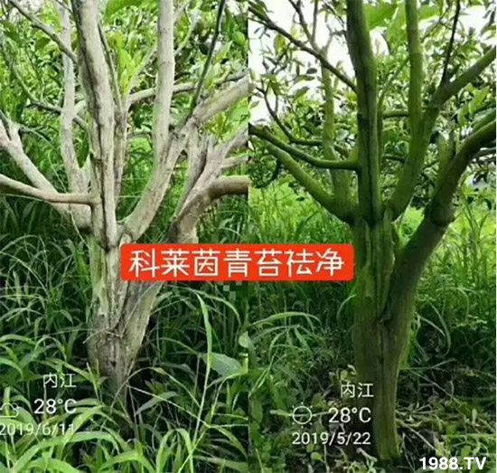 神奇除青苔劑!,不反彈!干凈,青苔無蹤!