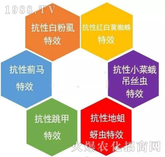 防治高抗性白粉虱——殺蟲殺卵一招制敵