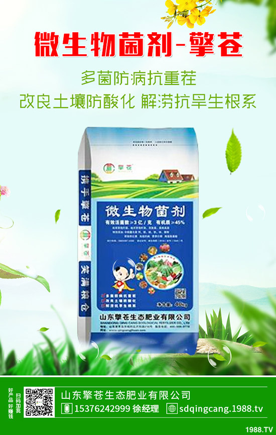 2020年1月4日春節(jié)前磷銨價格上!最新磷酸一銨價格早報!