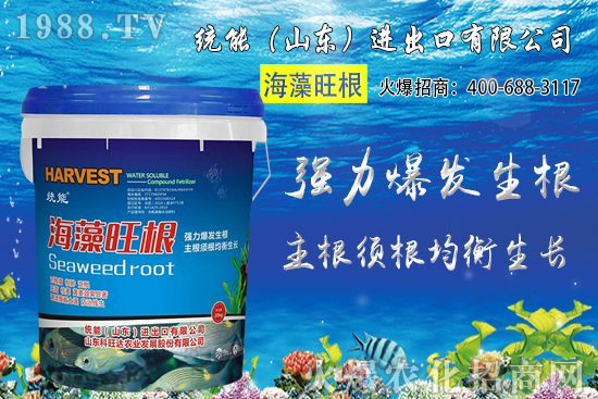 小麥價格大范圍上漲!預(yù)計小麥價格將突破1.25元/斤