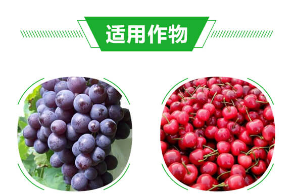 小金豆_07