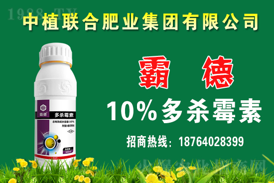 今日小麥價格行情如何？春節(jié)前小麥價格還會上漲嗎？