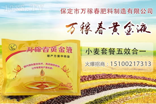 種植大蒜為什么要覆蓋地膜?地膜大蒜高產栽培及注意事項!