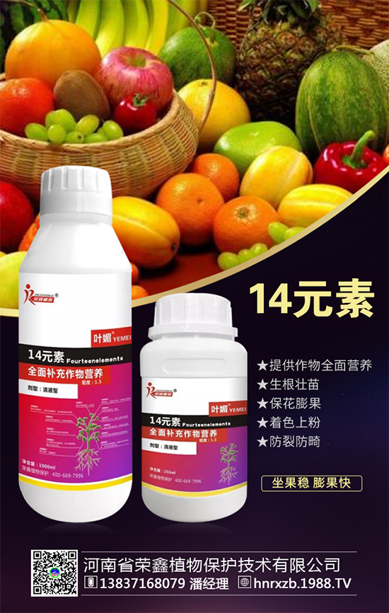 芹菜軟腐病有什么危害？芹菜軟腐病怎么防治好？