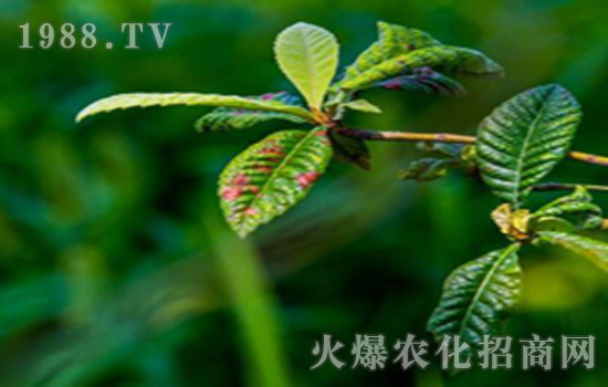 �����~�⽹�ݲ�ˮӡ