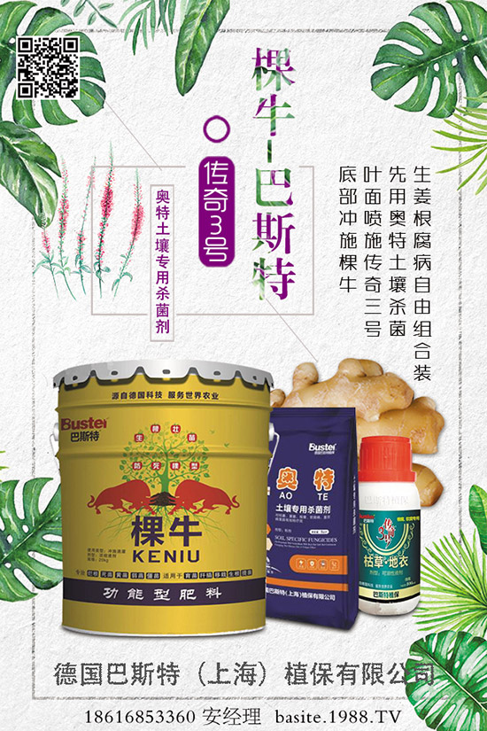 四棱豆怎么種,四棱豆種植技術及種植前景分析!