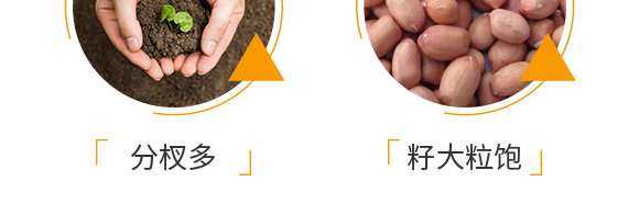 花生促花下針?lè)骤緞?大花財(cái)-綠仕生物_07