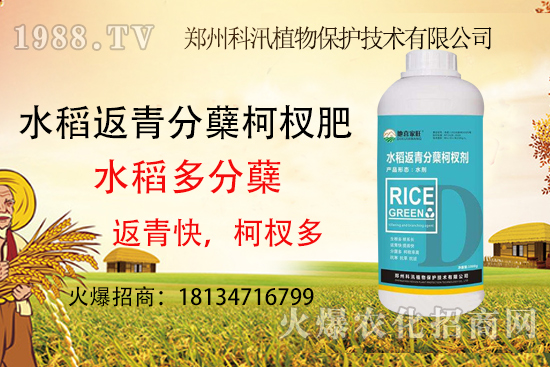水稻施肥有技巧,這些你都知道了么?水稻施肥技術(shù)要點!