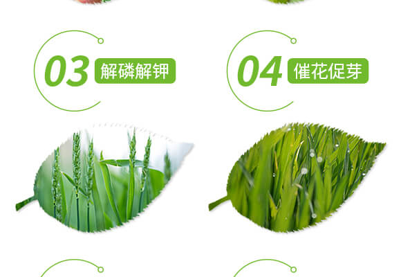 土壤修復(fù)劑-修田-愛農(nóng)斯達_05