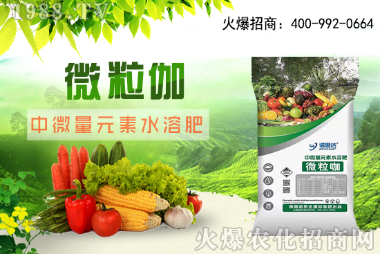 辣椒該怎么育苗,辣椒育苗時(shí)間及育苗注意要點(diǎn)!
