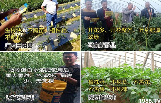 水溶肥市場大變革?海藻精、魚蛋白將被它代替!1000多用戶鼎力推薦!