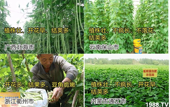 水溶肥市場大變革?海藻精、魚蛋白將被它代替!1000多用戶鼎力推薦!
