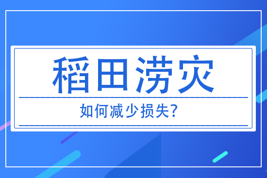 稻田澇災發(fā)生后,如何減少損失?