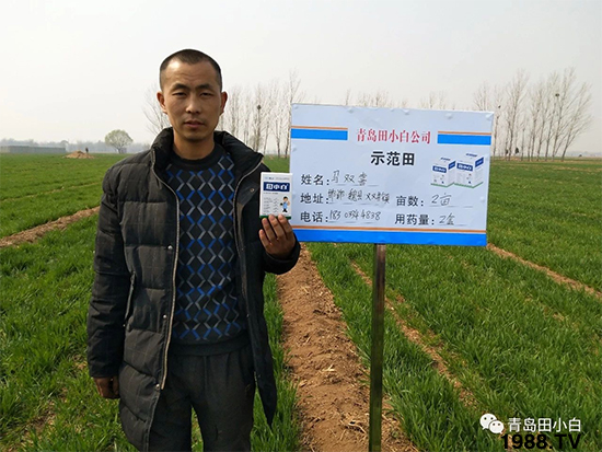 小麥雜草,節(jié)節(jié)麥泛濫成災,怎么辦?小麥除草劑怎么選