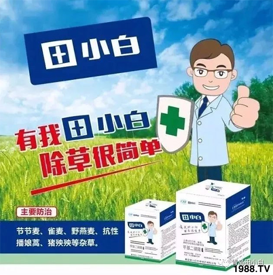 小麥雜草,節(jié)節(jié)麥泛濫成災,怎么辦?小麥除草劑怎么選