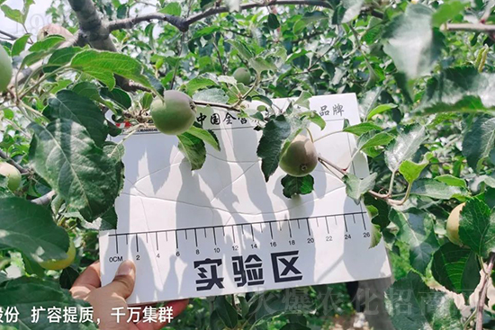 蘋(píng)果果個(gè)小是什么原因?解決對(duì)策有哪些?