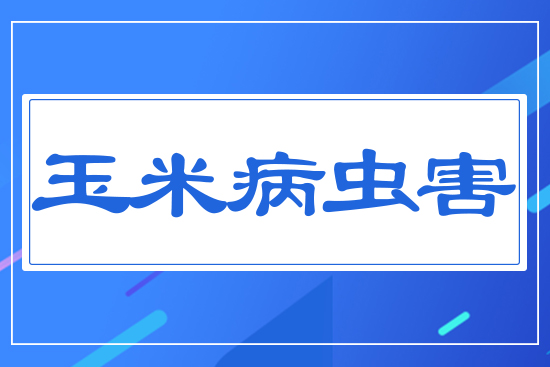玉米病蟲害