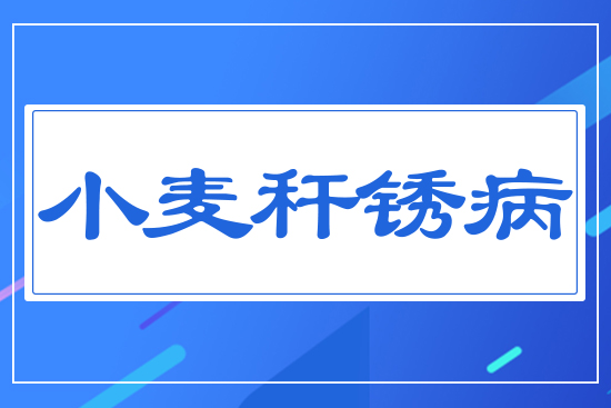 小麥稈銹病