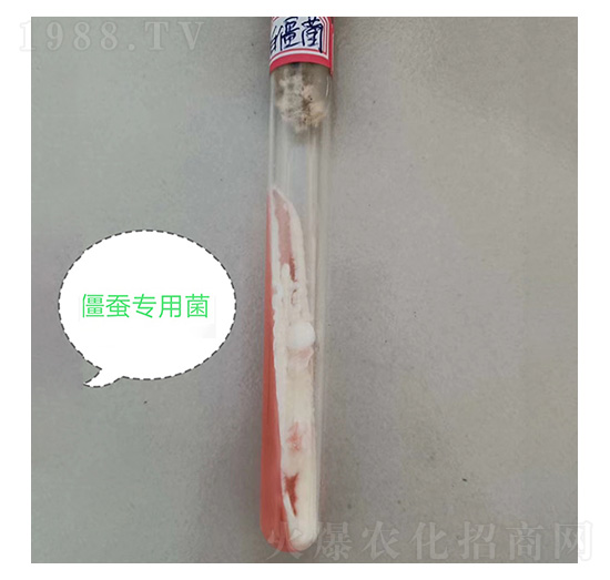 �׽���б��ԇ��-�Ű�����