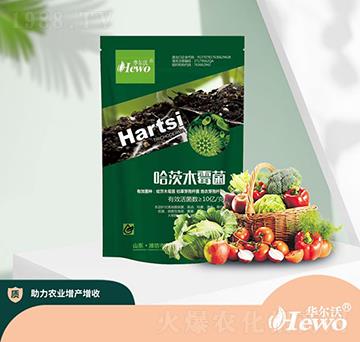 ����ľù��-�A����